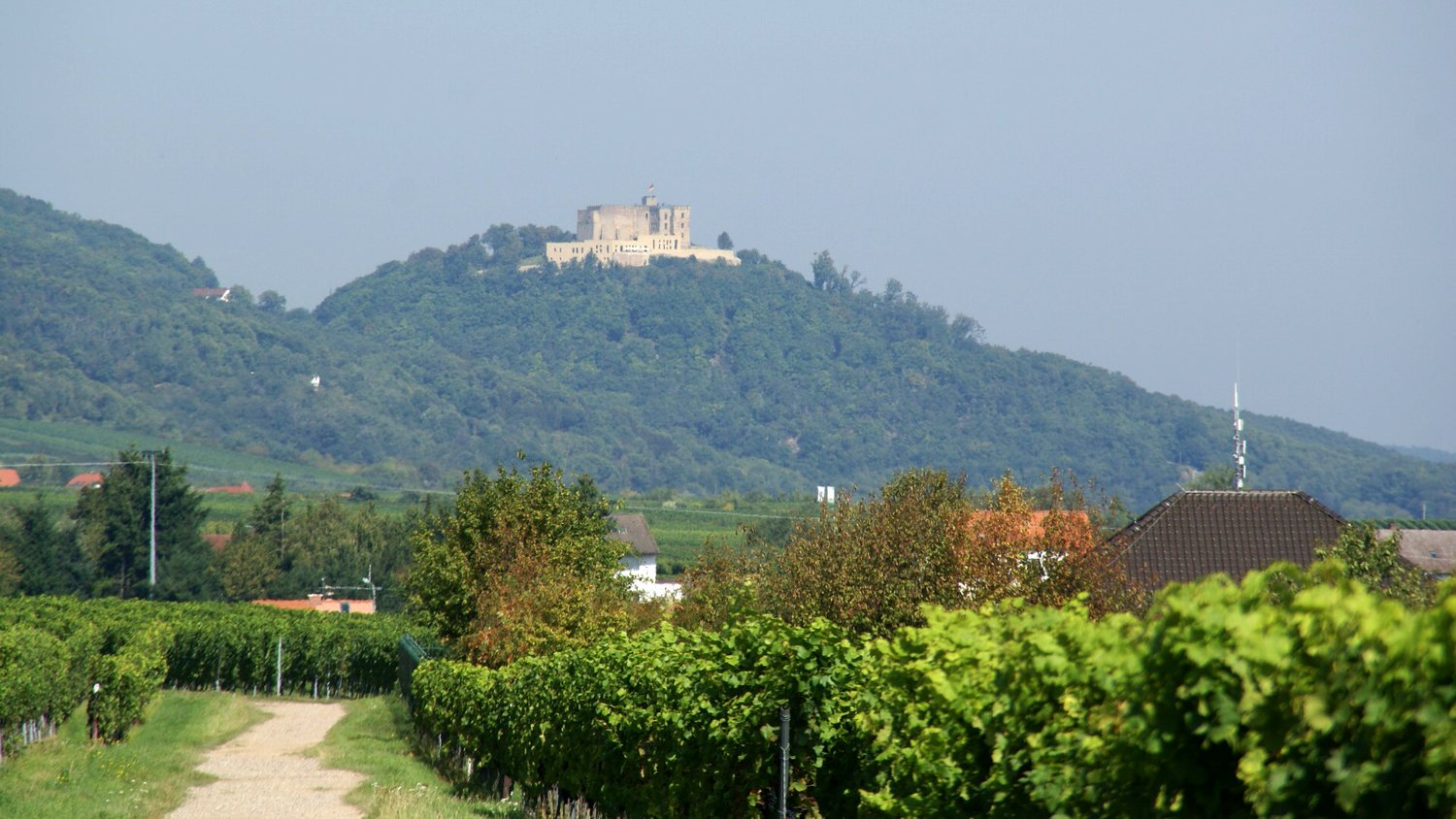 Das Hambacher Schloss, gesehen aus den Weinbergen bei Rhodt – dieselbe Silhouette, die Serr um 1864 in sein Lesebild setzte.