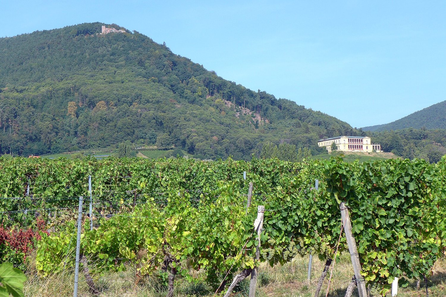 Der Blättersberg über den Weinbergen: oben links die Rietburg, rechts die Villa Ludwigshöhe. Dazwischen liegt Rhodt.