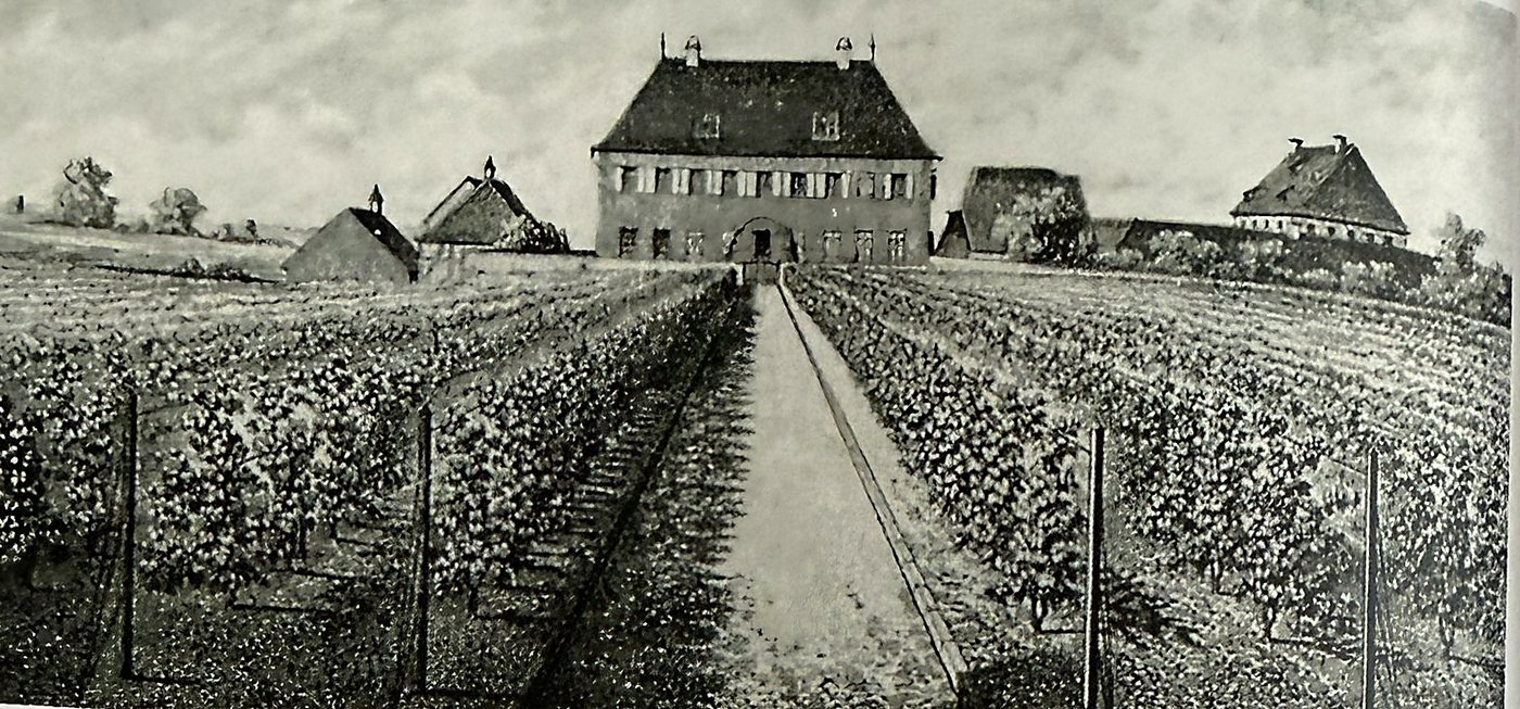 Das Schlössel um 1850, davor die ersten Reben in Reihen mit Drahtbefestigung.