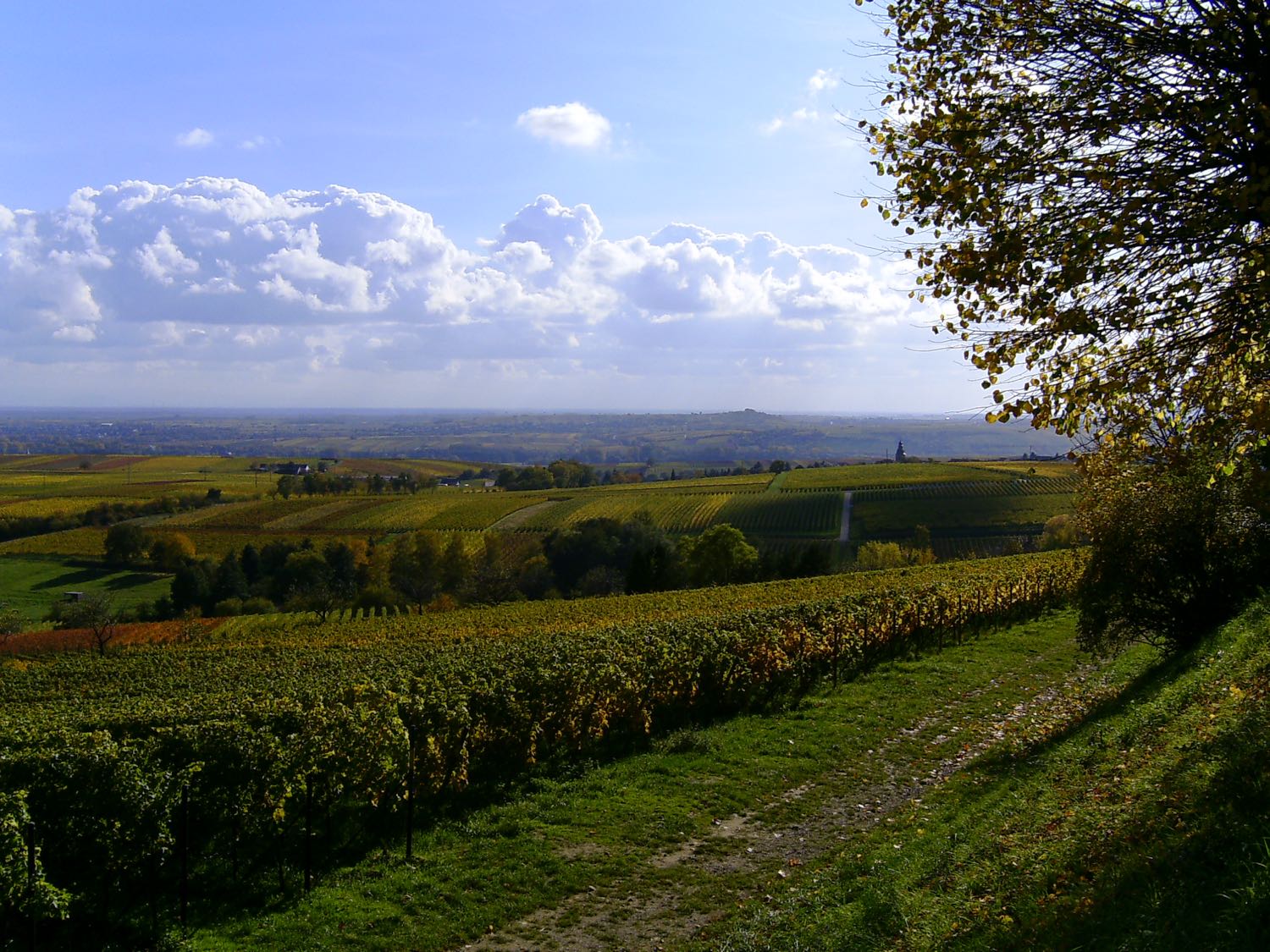 Die Hänge zwischen Rhodt und Gleisweiler im Herbst – die Landschaft, die 1934 zu viel Wein hervorbrachte.